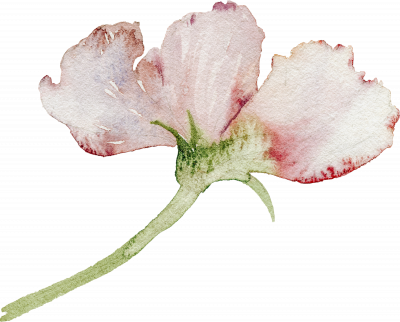 /assets/images/n/Flower%2044-4wtp7wy3fqk4bp6.png